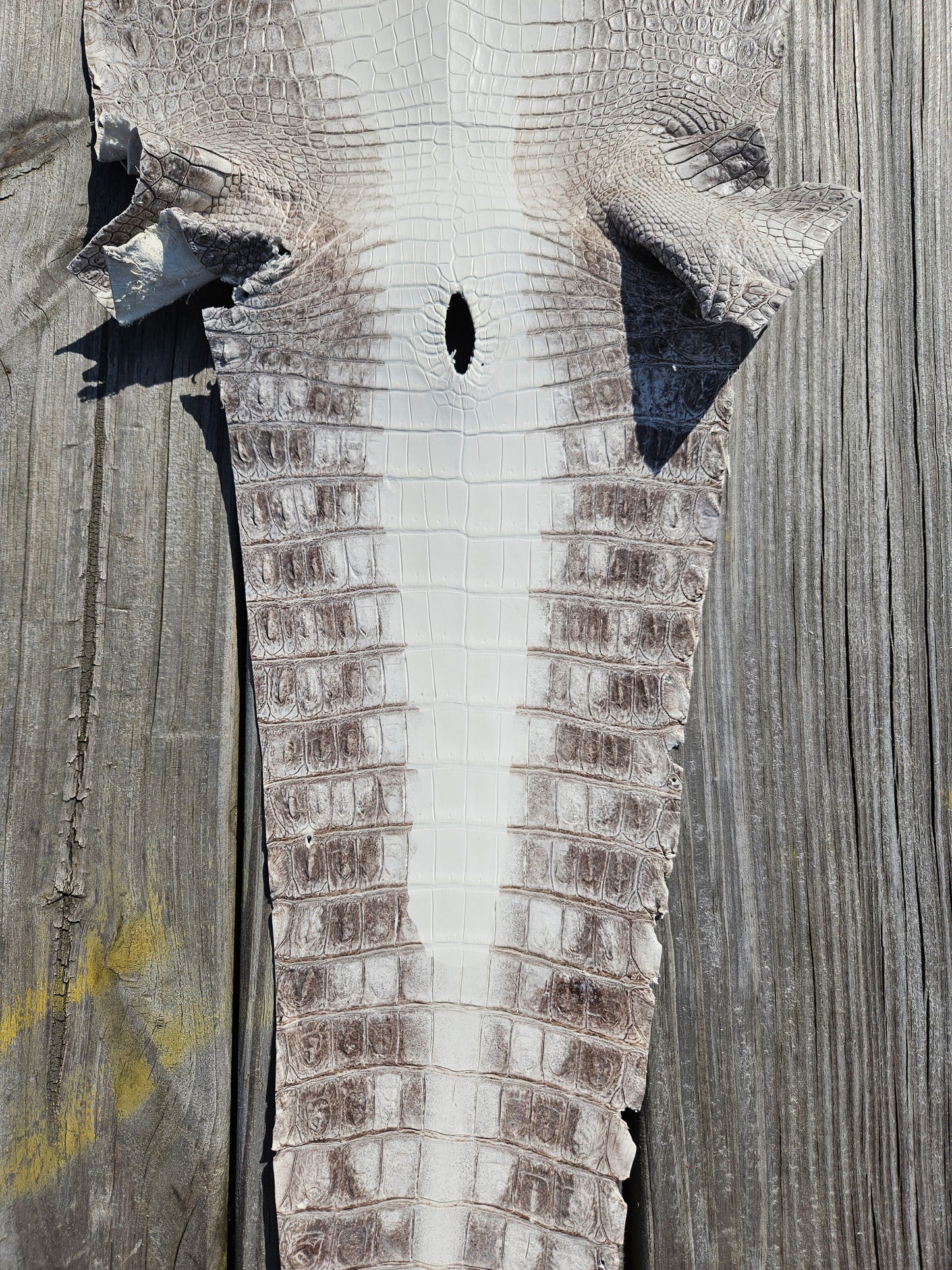 Himalayan Crocodile Skin - 25cm- Grade 1 (Matte)