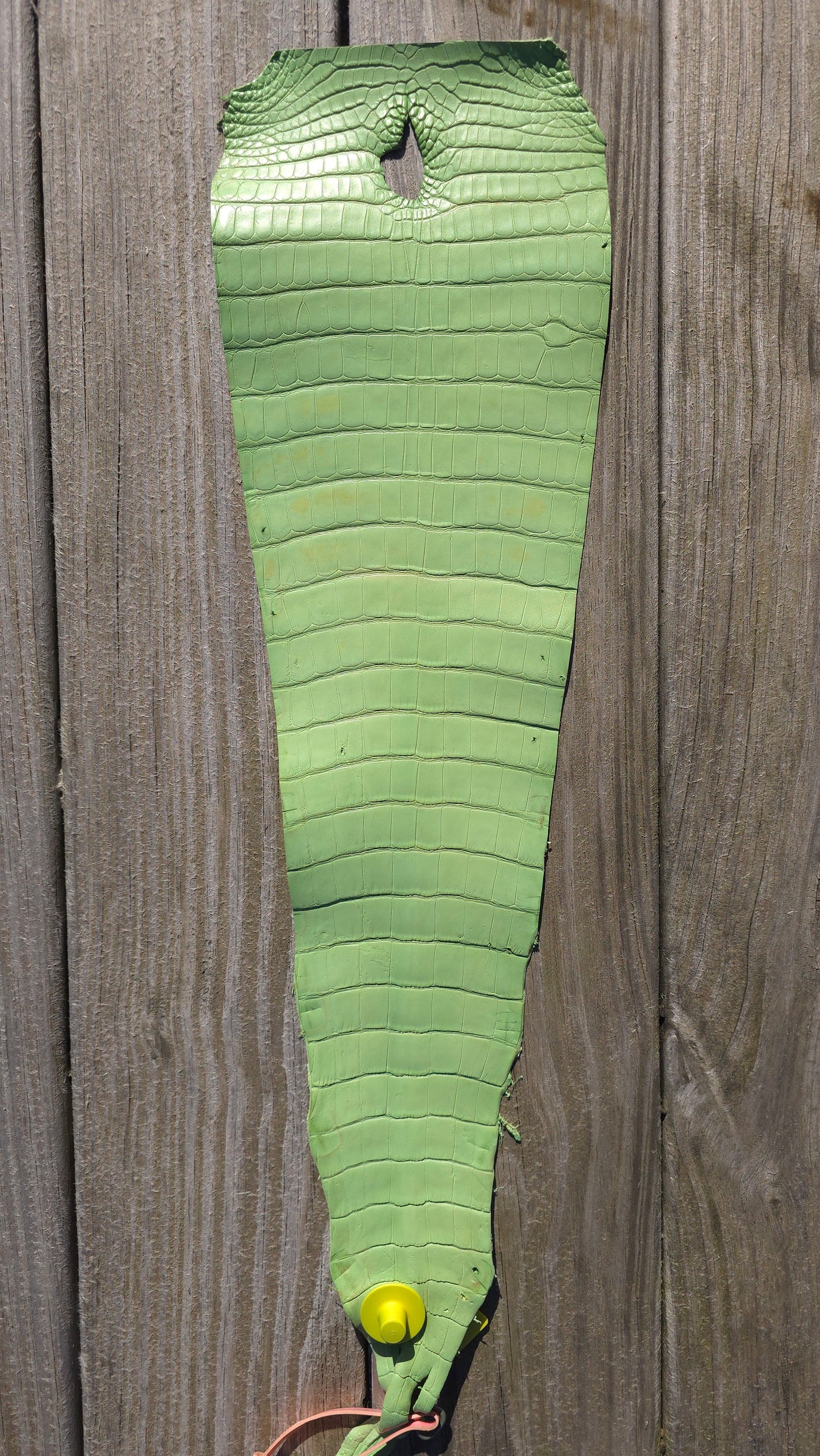Alligator Leather (Tail Only/Farm Raised) - Avocado Green - Defect Clearance. (Matte)