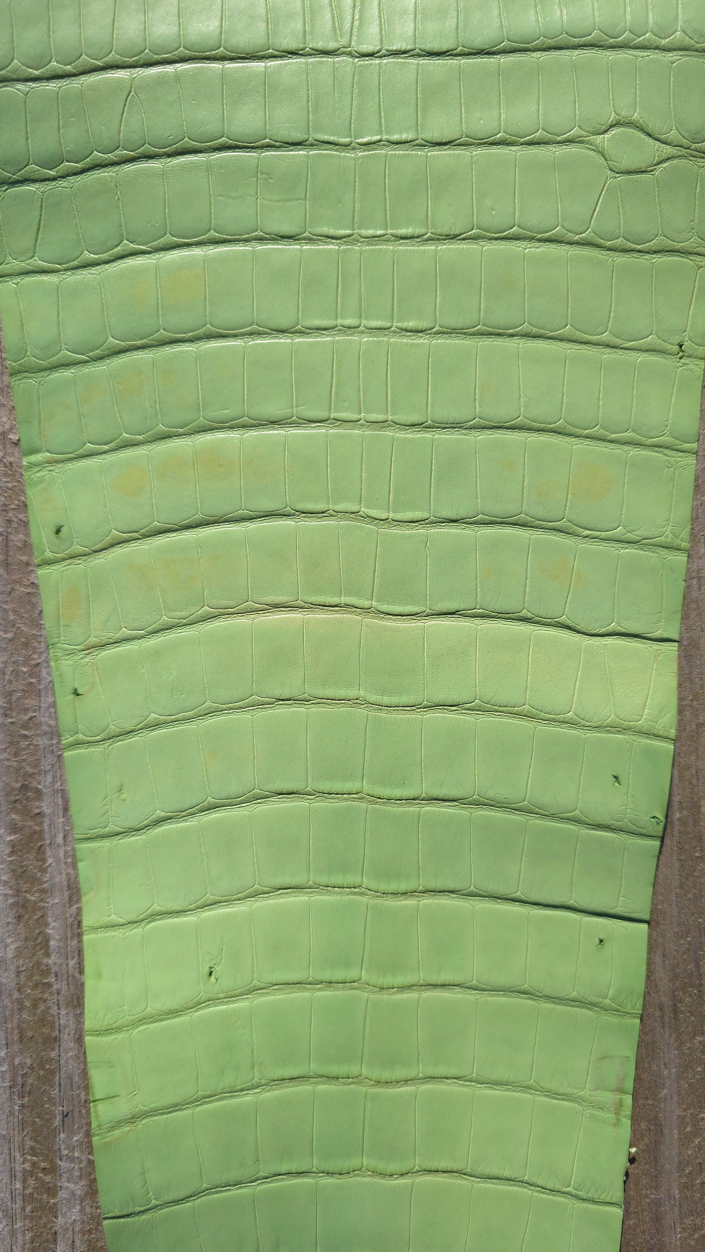 Alligator Leather (Tail Only/Farm Raised) - Avocado Green - Defect Clearance. (Matte)