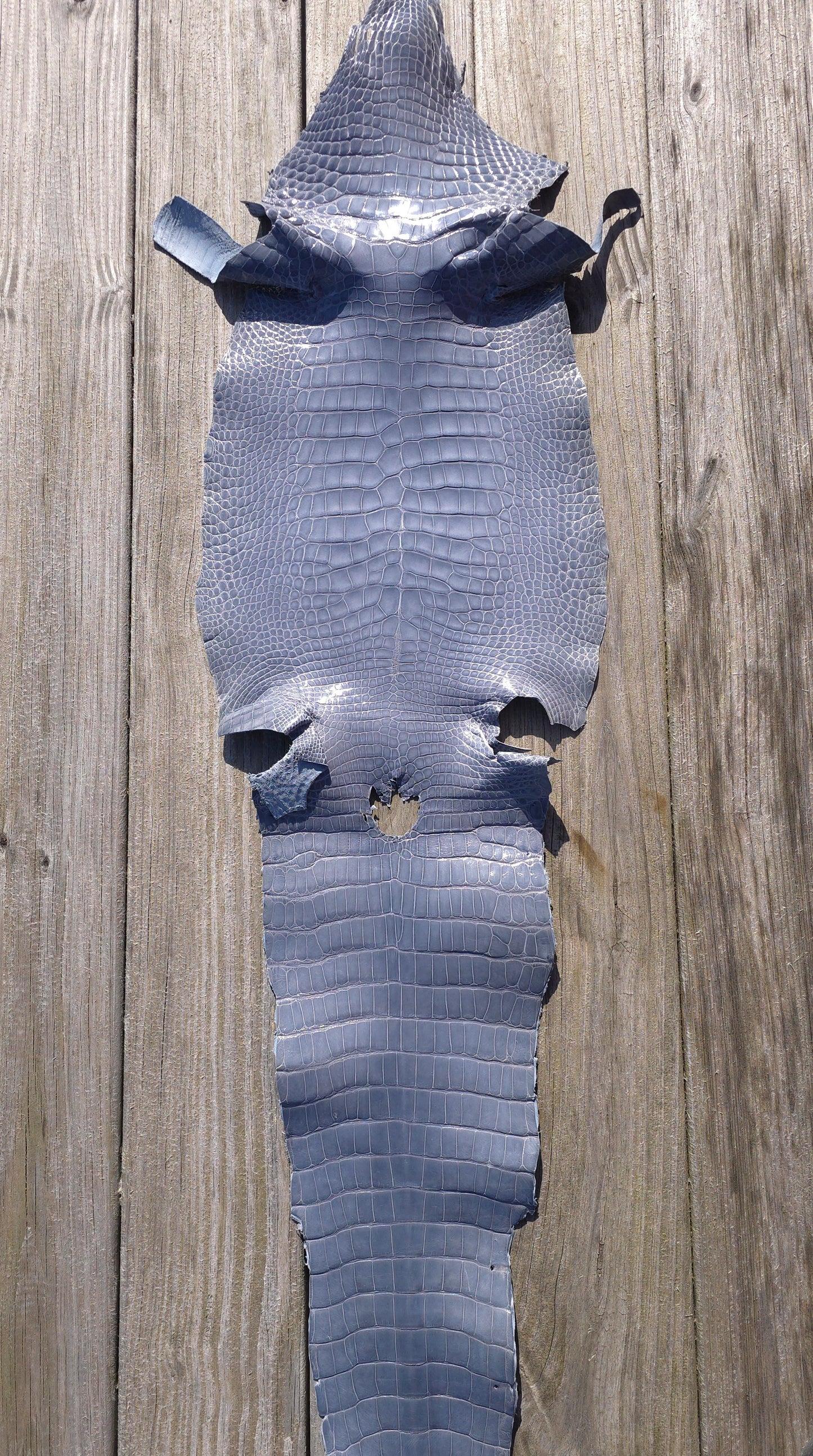 Alligator Leather (Farm Raised) - Glacier Grey (30cm / Grade 1/2 / Glazed)