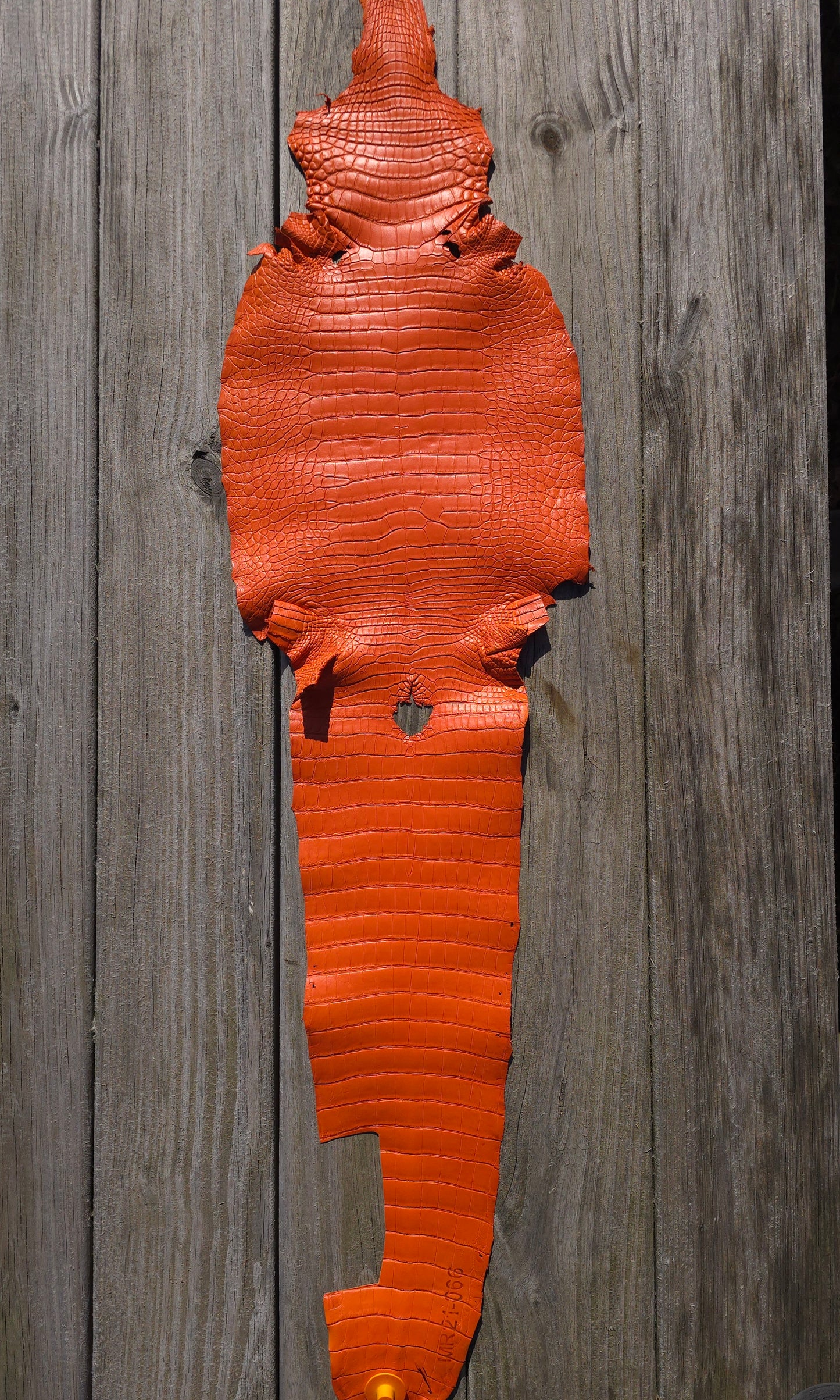 Alligator Leather (Farm Raised) - Orange (27cm / Grade 1/2 / Matte)