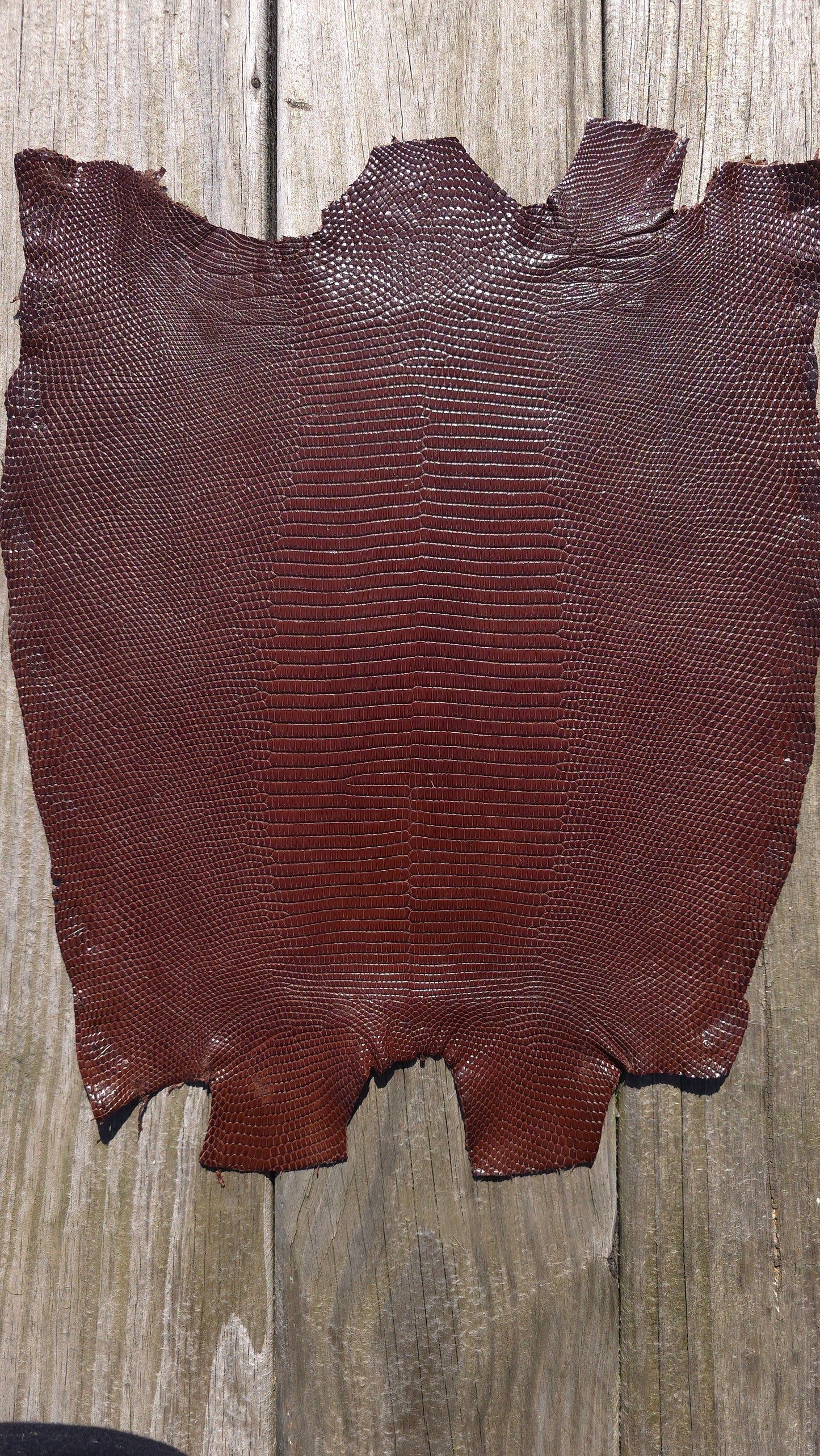Lizard - Chocolate Brown (Millenium)