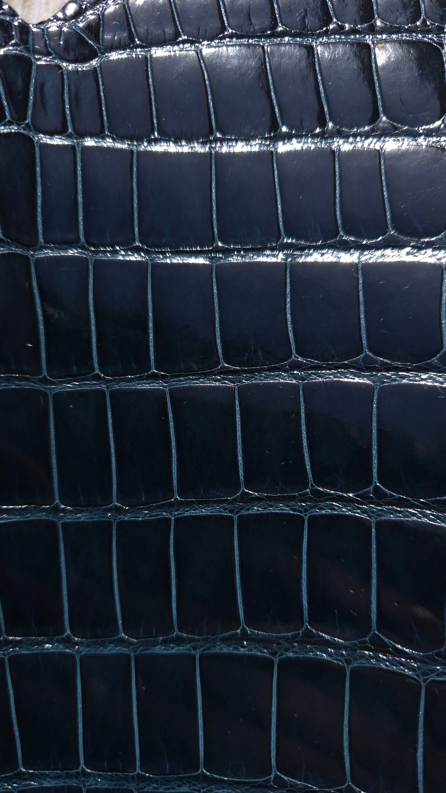 Alligator Leather (Tail Only/Farm Raised) - Deep Cyprus Green (Large Tail / Grade 1 / Glazed)