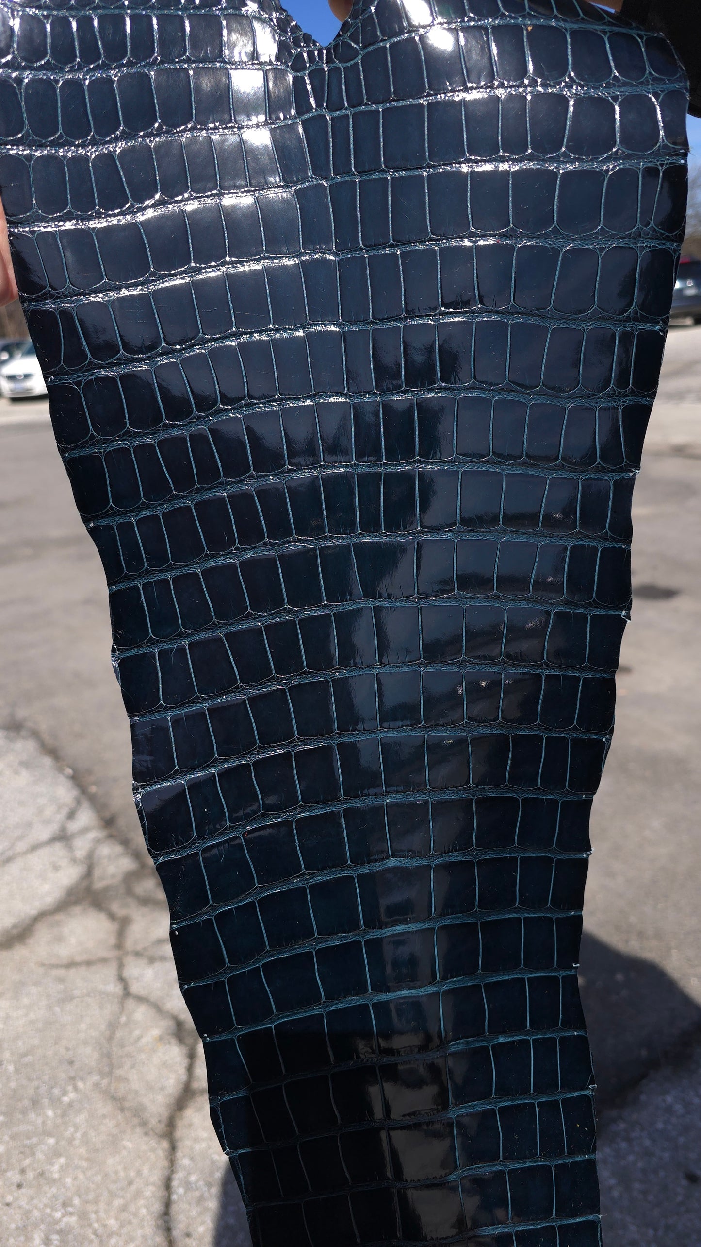 Alligator Leather (Tail Only/Farm Raised) - Deep Cyprus Green (Large Tail / Grade 1 / Glazed)