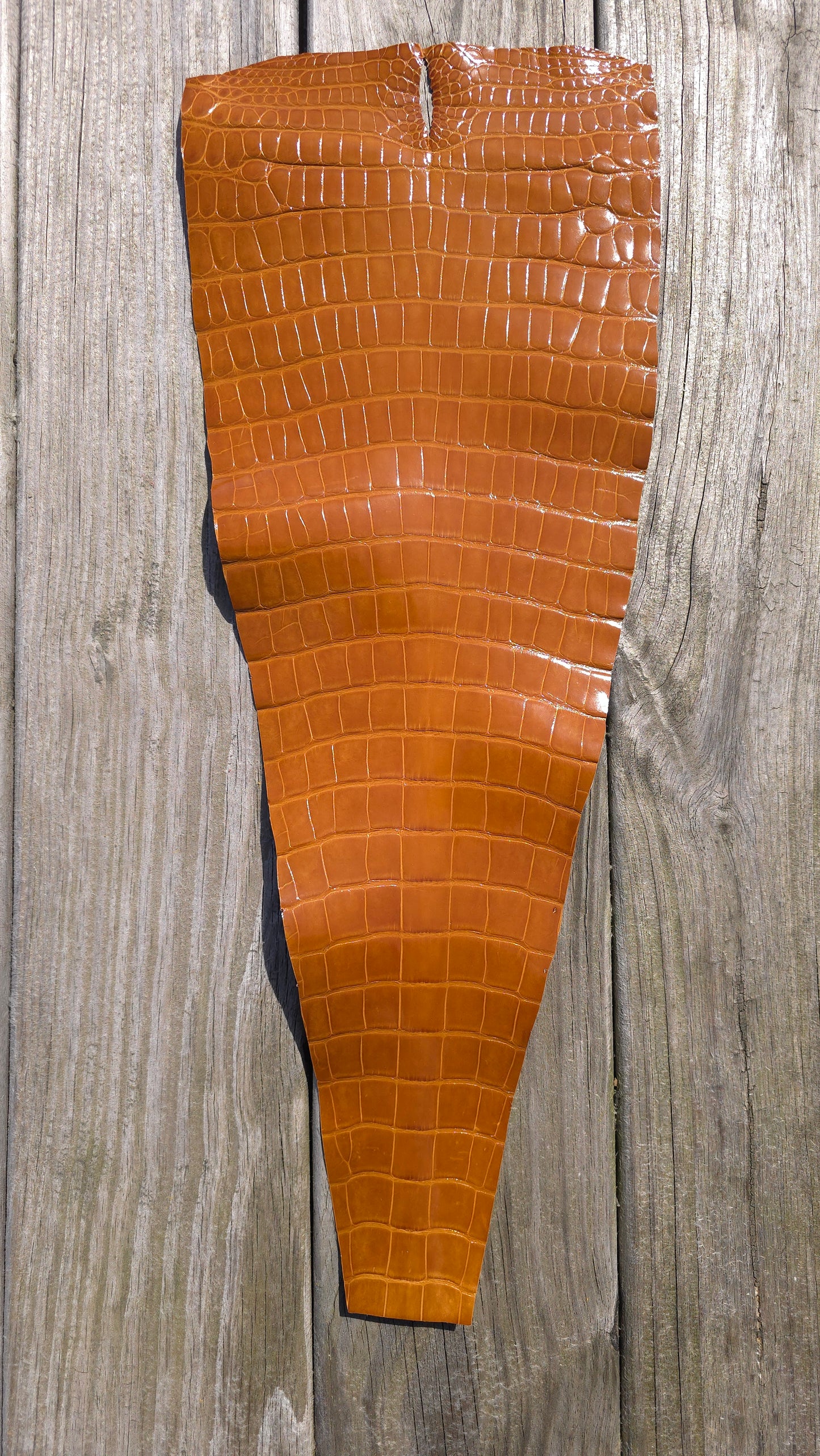 Alligator Leather (Tail Only/Farm Raised) - Honey Gold (Medium Tail / Grade 1 / Glazed)