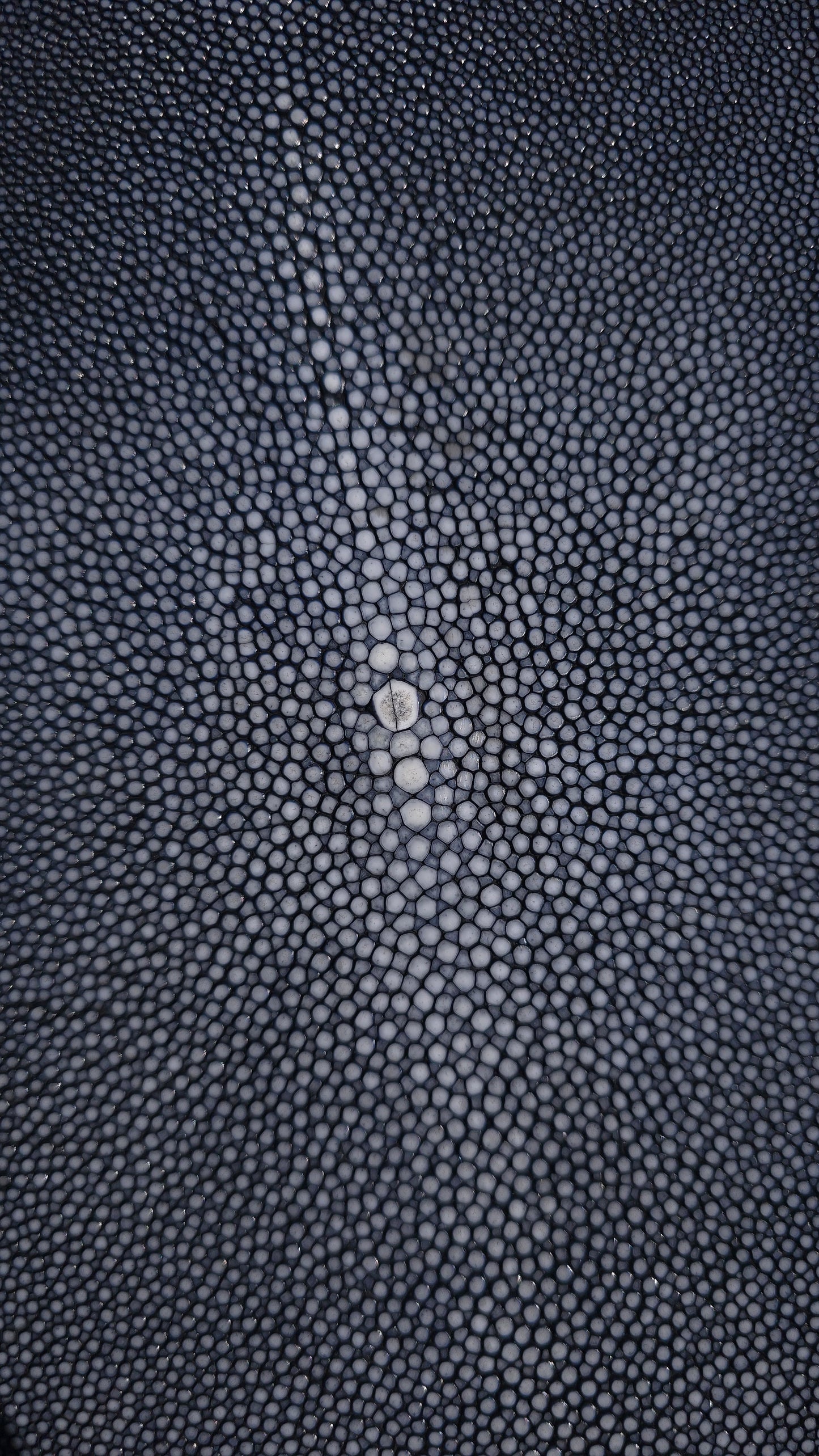 Stingray Leather - Black Polished
