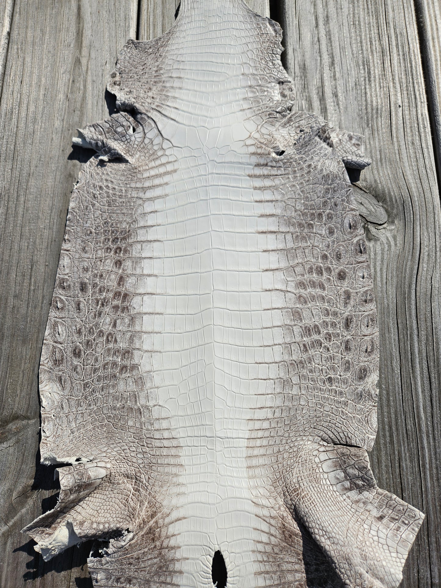 Himalayan Crocodile Skins