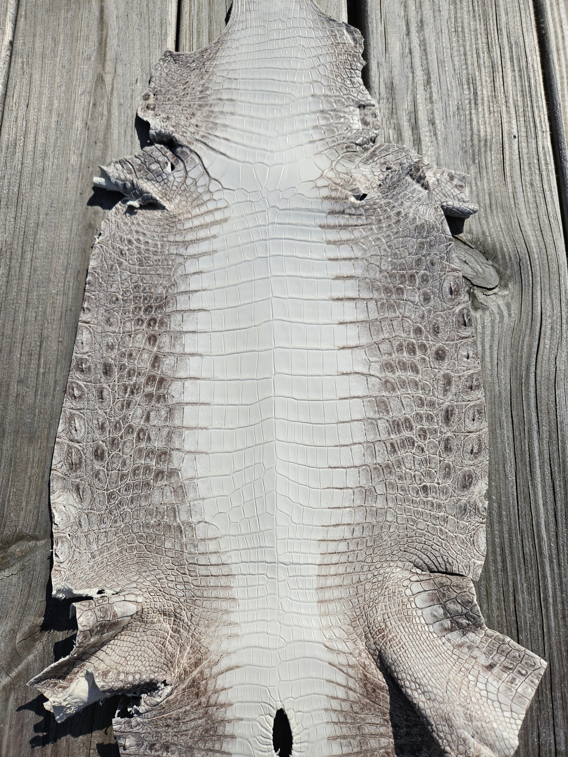 Himalayan Crocodile Skin - 25cm- Grade 1 (Matte) – Canadian Exotic Leather