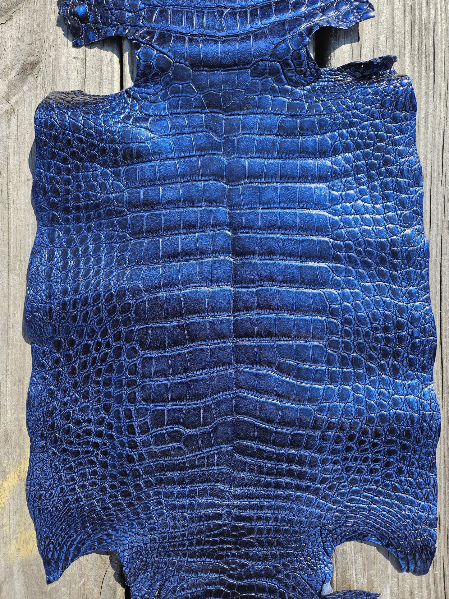 Alligator Skin - 27cm (belly only) - Grade 2 Metallic Blue