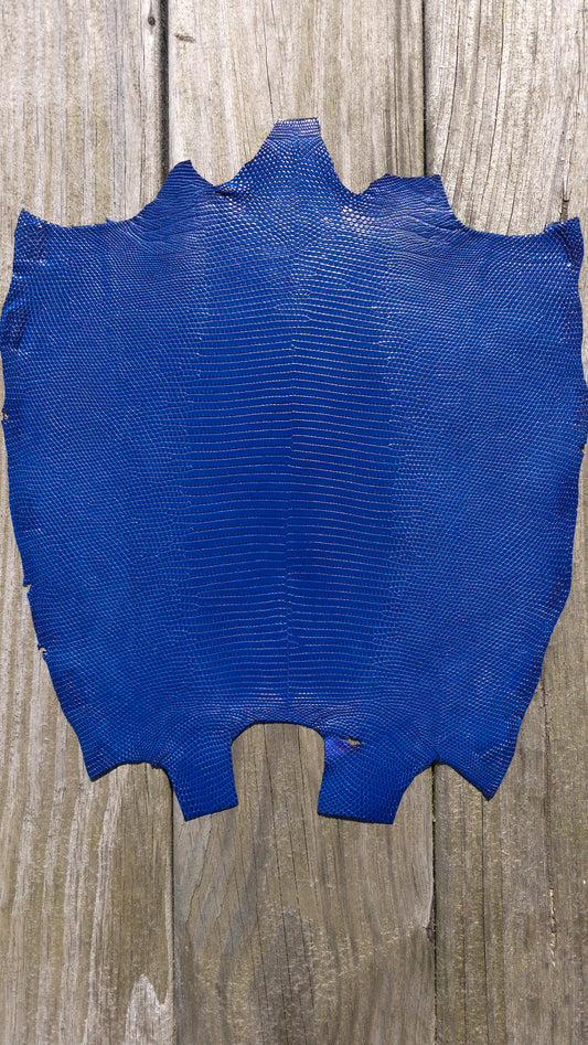 Lizard - Royal Blue (Millenium)