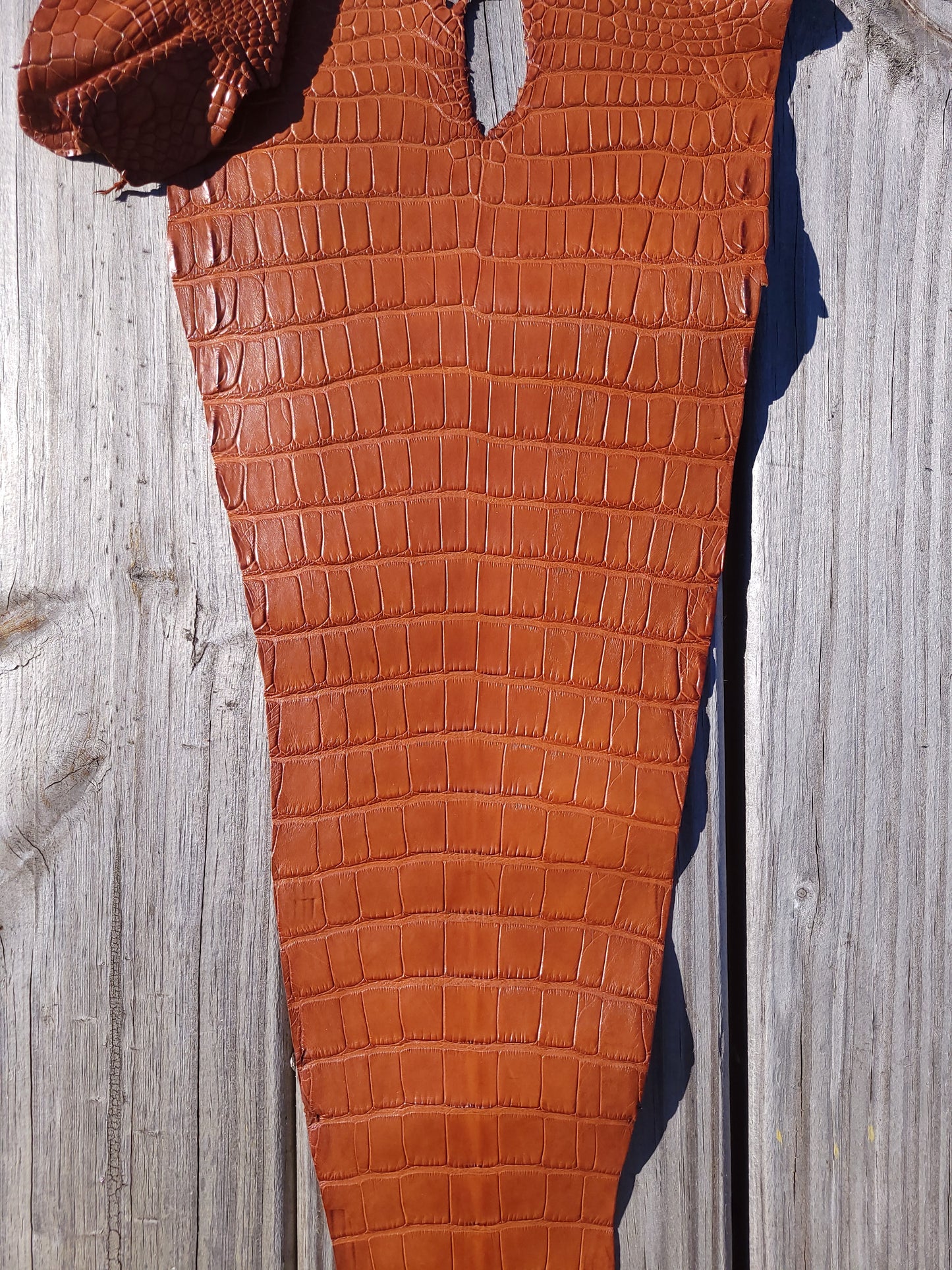Alligator Skin - 25cm  Grade 1/2 Cognac (Matte)