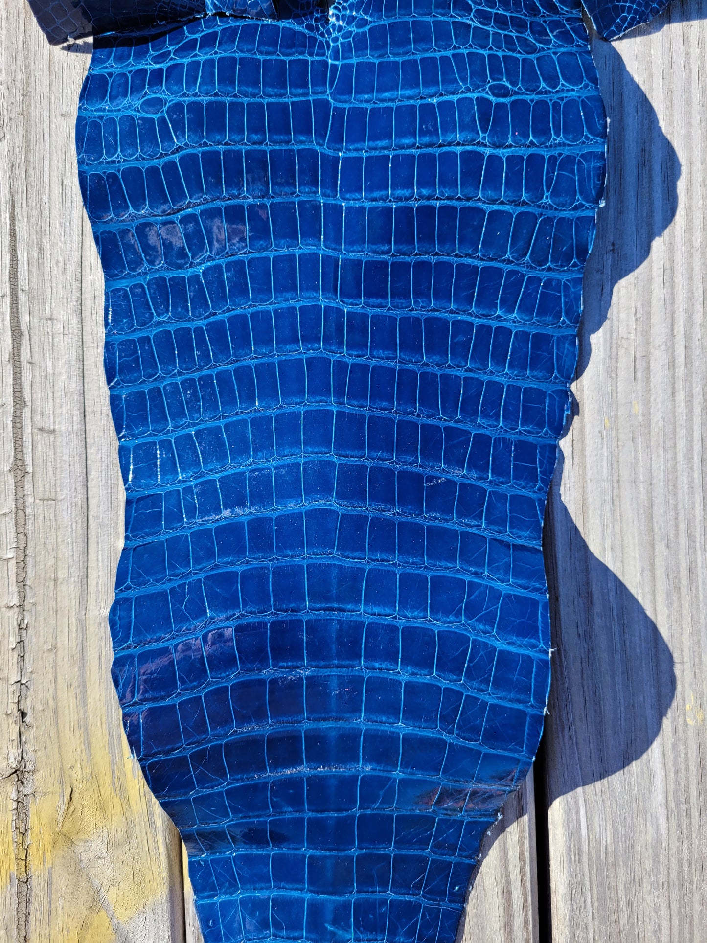 Alligator Skin - 24cm- Grade 1/2 Electric Blue (Glazed)