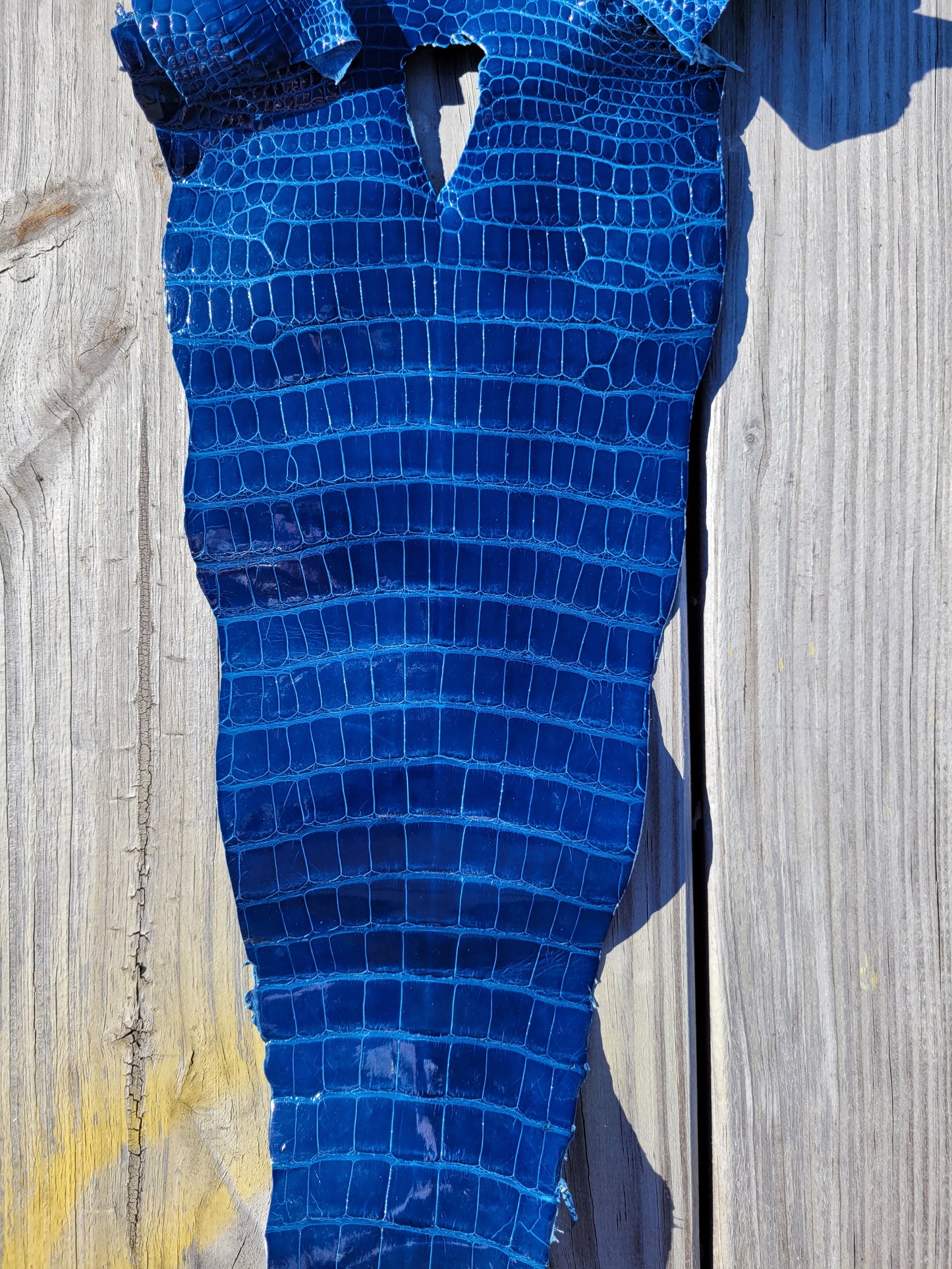 Alligator Skin - 24cm- Grade 1/2 Electric Blue (Glazed)
