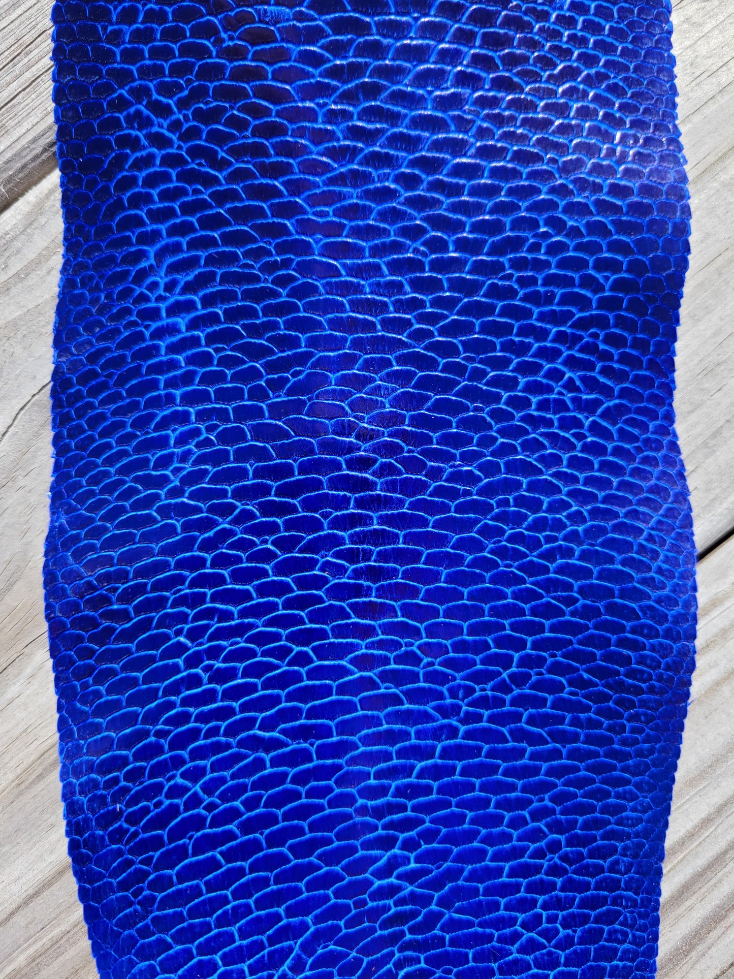Beaver Tail - Electric Blue (Glazed)